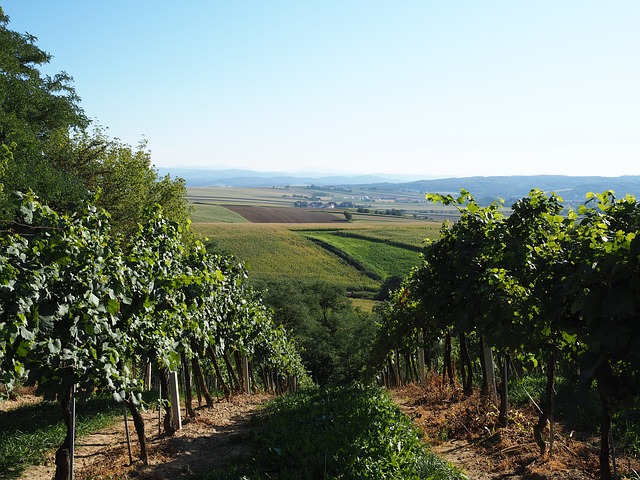 Weinviertel